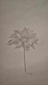 PS4 Pencil Sketch - Daisy 